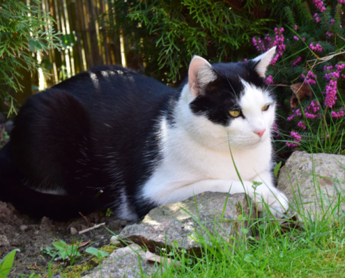 Kater Jake im Garten