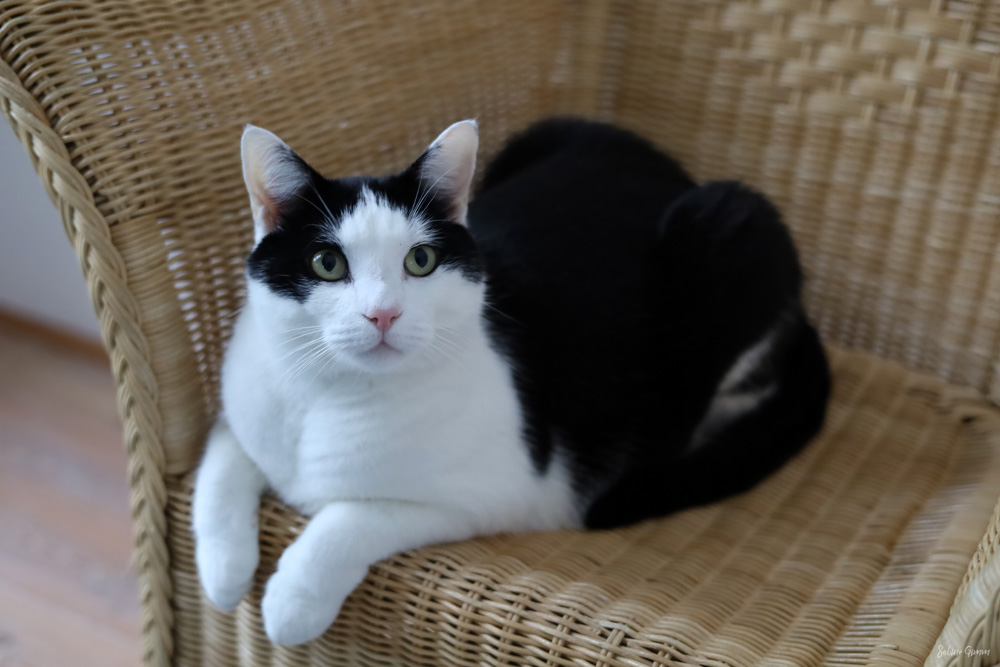 Kater Jake ist der Chef im Haus 2 Kater Jake ist der Chef