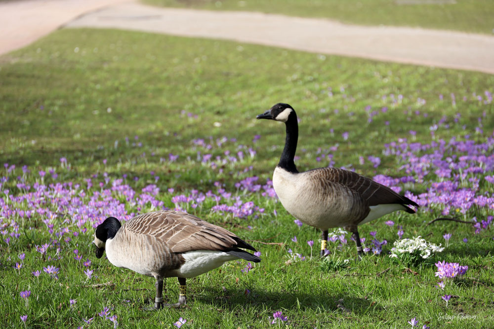 Krokusblüte-in-Kiel