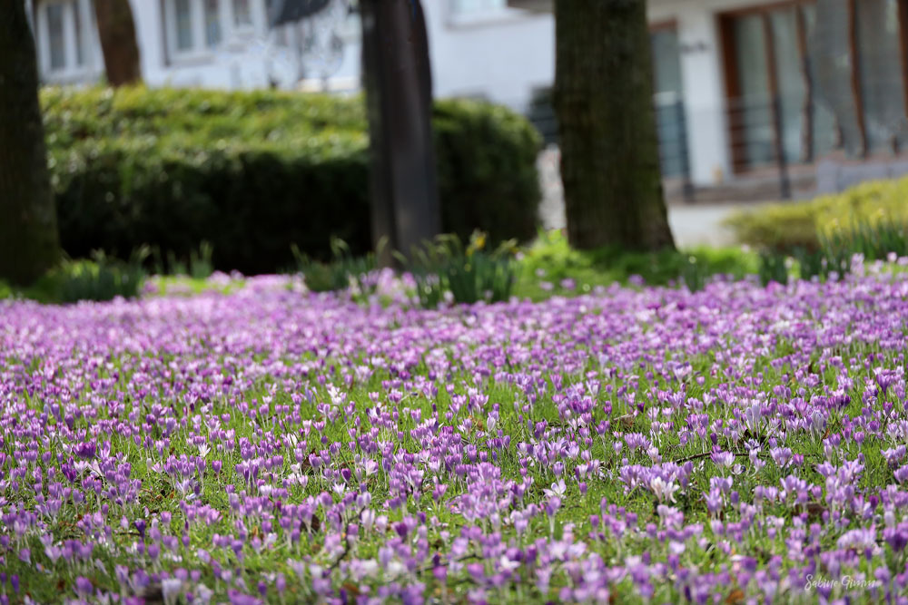 Krokusblüte-in-Kiel