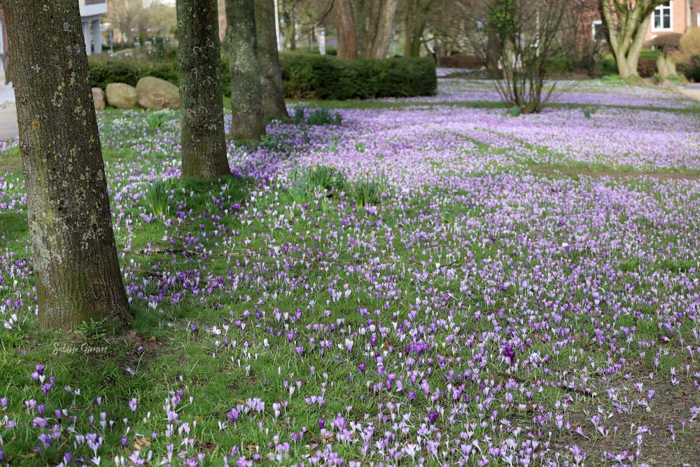 Krokusblüte-in-Kiel