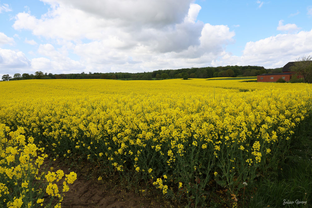 Rapsblüte 2021 und Glücksgefühle 6 Rapsblüte-2021