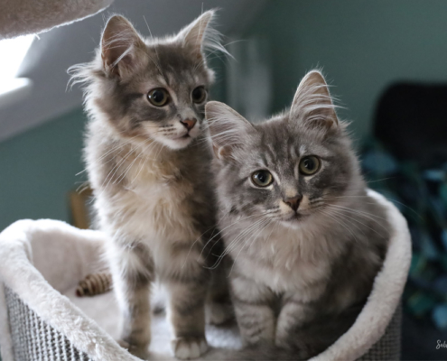 Willkommen an Bord Lenny und Ringo 1 lenny-und-ringo