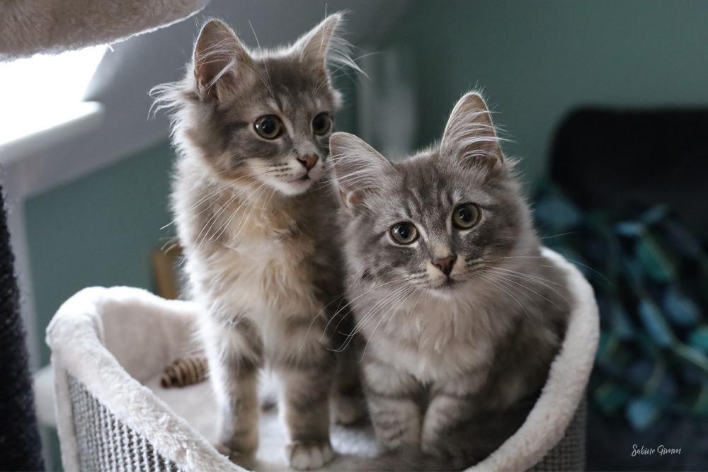 Willkommen an Bord Lenny und Ringo 2 lenny-und-ringo