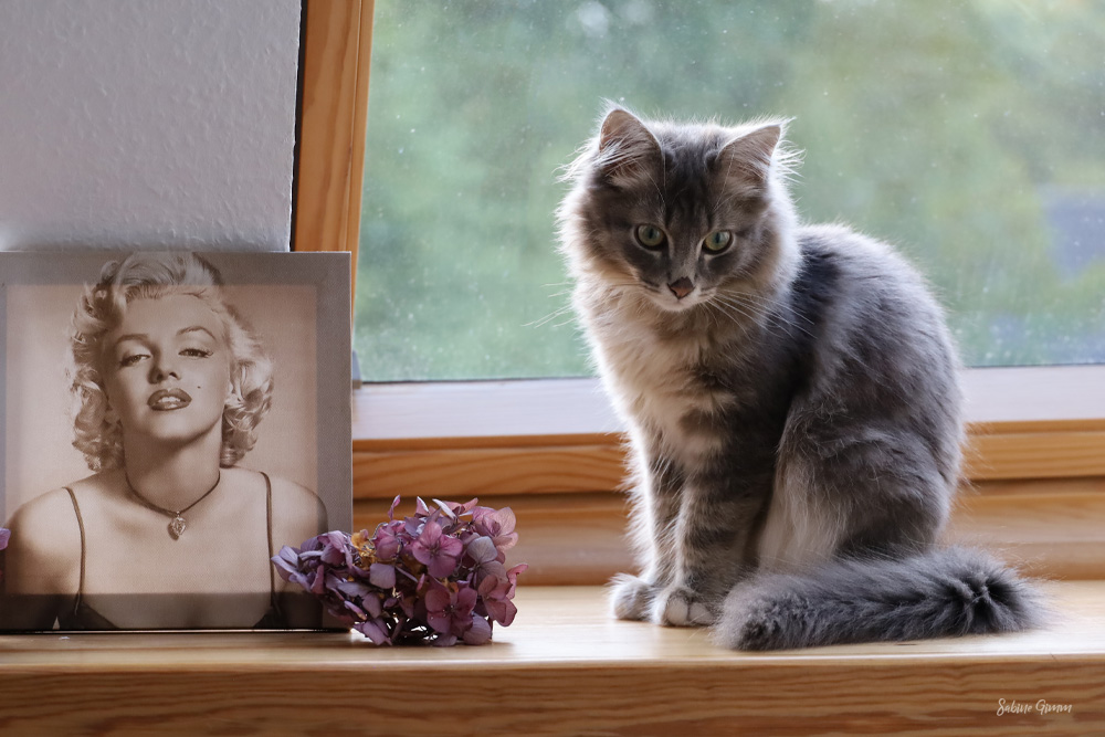 Neues von Lenny und Ringo #01 5 lenny-und-ringo