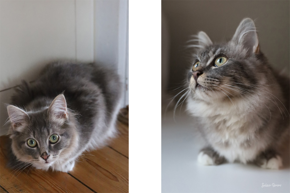 Neues von Lenny und Ringo #01 4 lenny-und-ringo