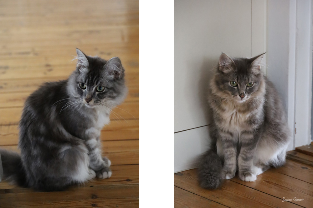 Neues von Lenny und Ringo #01 6 lenny-und-ringo