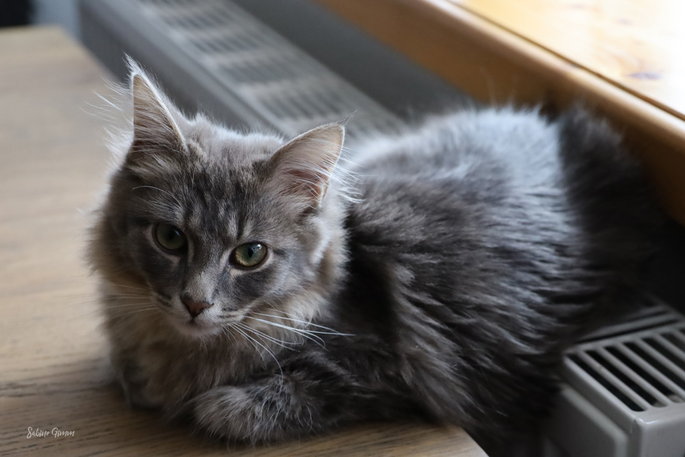 Neues von Lenny und Ringo #02 Kuscheln an der Heizung 3 lenny-und-ringo