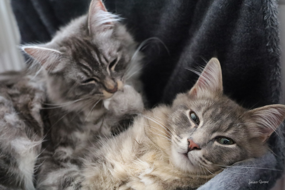 Neues von Lenny und Ringo #02 Kuscheln an der Heizung 2 lenny-und-ringo