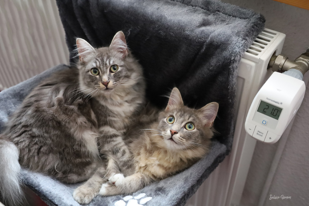 Neues von Lenny und Ringo #02 Kuscheln an der Heizung 5 lenny-und-ringo