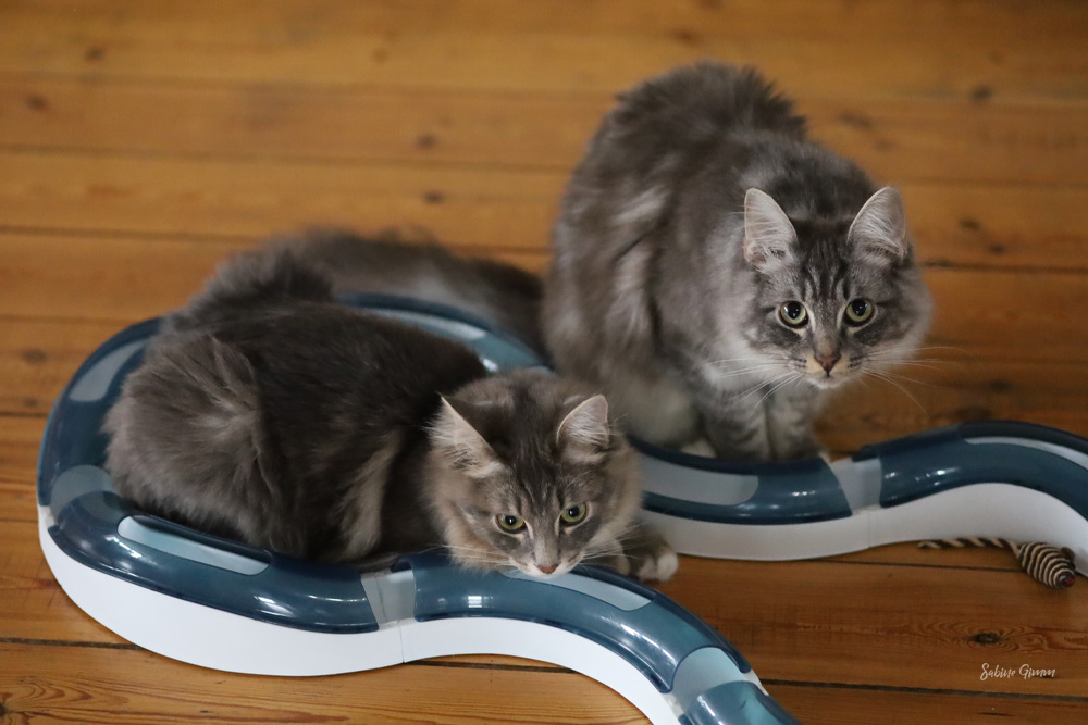 Neues von Lenny und Ringo #02 Kuscheln an der Heizung 7 lenny-und-ringo