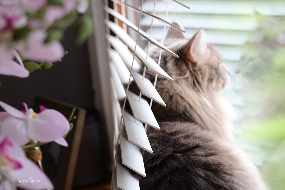 2022 - Mein Jahr mit Katzen 3 2022 - Das Jahr der Katzen